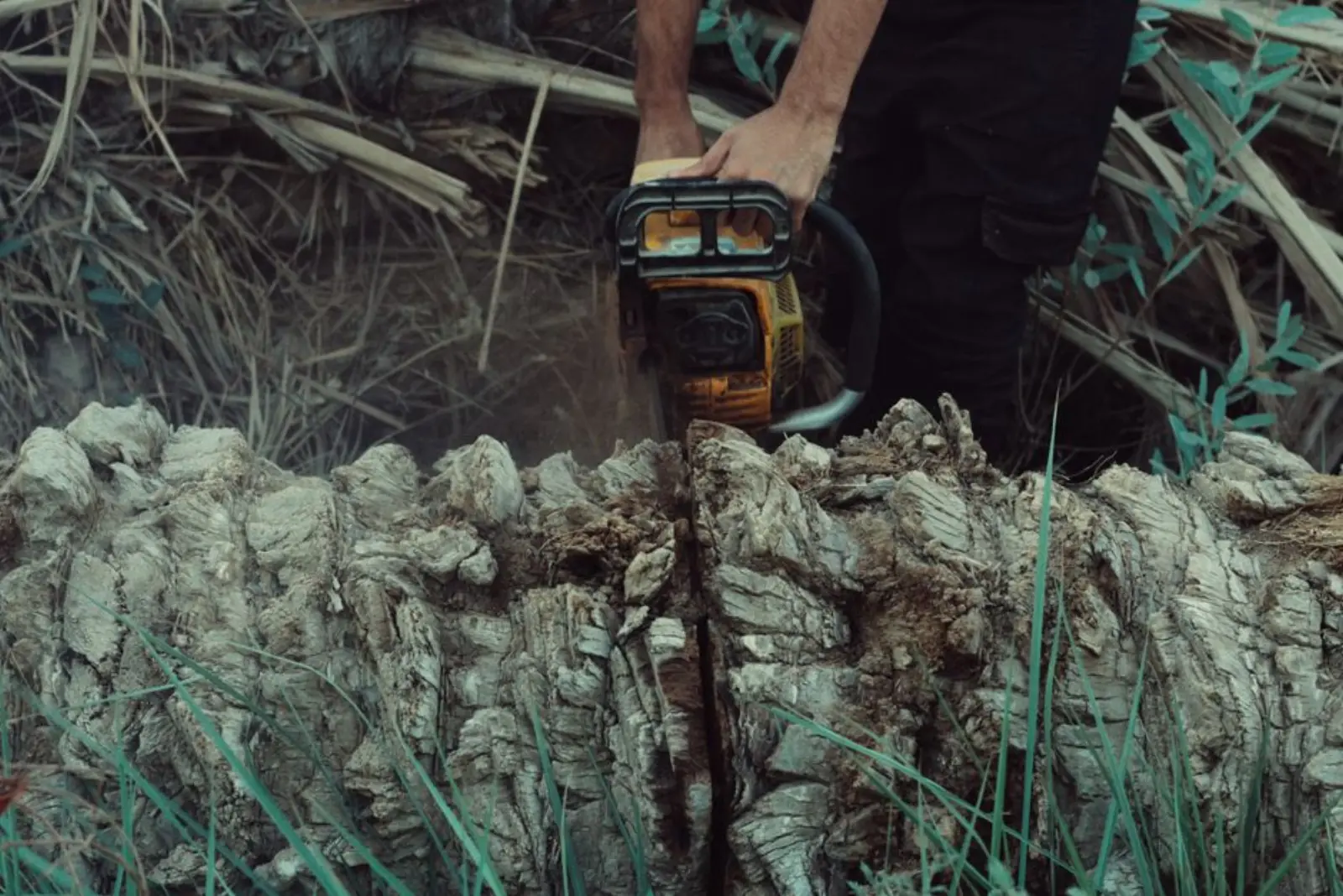Closeup of a man using a chainsaw to cut a tree trunk in an outdoor setting.